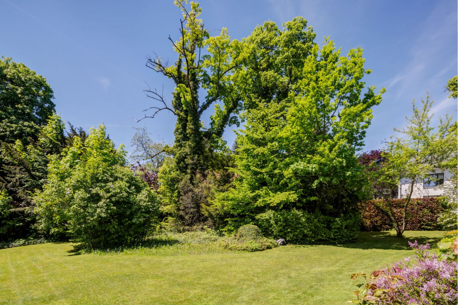 Garten von Grundstück für DHH, EFH oder Mehrgenerationenhaus