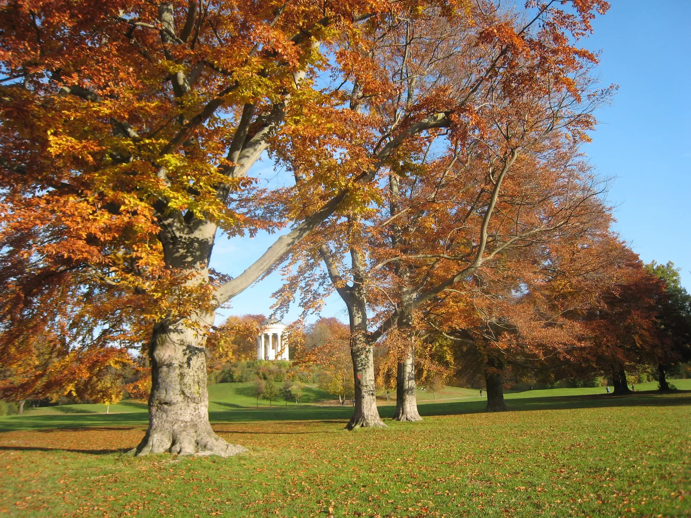 Herbstlich gefärbte Buchen im Englischen Garten mit dem Monopteros im Hintergrund